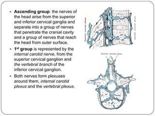 Ascending group: the nerves of
  the head arise from the superior
  and inferior cervical ganglia and
  separate into a group of nerves
  that penetrate the cranial cavity
  and a group of nerves that reach
  the head from outer surface.
 1st group is represented by the
  internal carotid nerve, from the
  superior cervical ganglion and
  the vertebral branch of the
  inferior cervical ganglion.
 Both nerves form plexuses
  around them, internal carotid
  plexus and the vertebral plexus.
 