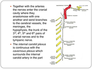  Together with the arteries       passing through the
  the nerves enter the cranial     cavernous sinus.
  cavity where they
  anastomose with one
  another and send branches
  to the cerebral vessels, the
  meninges, the
  hypophysis, the trunk of the
  3rd, 4th, 5th and 6th pairs of
  cranial nerves and to the
  tympanic nerve.
 The internal carotid plexus
  is continuous with the
  cavernous plexus which
  surrounds the internal
  carotid artery in the part
 