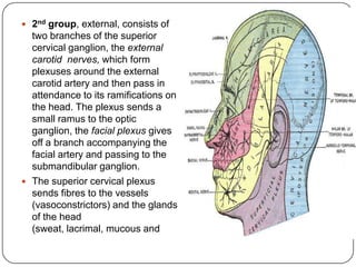  2nd group, external, consists of     salivary), and to the muscle
  two branches of the superior         which dilates the pupil (m.
  cervical ganglion, the external      dilatator pupillae).
  carotid nerves, which form
  plexuses around the external
  carotid artery and then pass in
  attendance to its ramifications on
  the head. The plexus sends a
  small ramus to the optic
  ganglion, the facial plexus gives
  off a branch accompanying the
  facial artery and passing to the
  submandibular ganglion.
 The superior cervical plexus
  sends fibres to the vessels
  (vasoconstrictors) and the glands
  of the head
  (sweat, lacrimal, mucous and
 