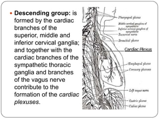  Descending group: is
 formed by the cardiac
 branches of the
 superior, middle and
 inferior cervical ganglia;
 and together with the
 cardiac branches of the
 sympathetic thoracic
 ganglia and branches
 of the vagus nerve
 contribute to the
 formation of the cardiac
 plexuses.
 