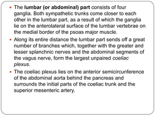  The lumbar (or abdominal) part consists of four
  ganglia. Both sympathetic trunks come closer to each
  other in the lumbar part, as a result of which the ganglia
  lie on the anterolateral surface of the lumbar vertebrae on
  the medial border of the psoas major muscle.
 Along its entire distance the lumbar part sends off a great
  number of branches which, together with the greater and
  lesser splanchnic nerves and the abdominal segments of
  the vagus nerve, form the largest unpaired coeliac
  plexus.
 The coeliac plexus lies on the anterior semicircunference
  of the abdominal aorta behind the pancreas and
  surrounds the initial parts of the coeliac trunk and the
  superior mesenteric artery.
 