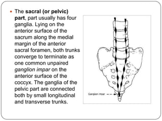  The sacral (or pelvic)
 part, part usually has four
 ganglia. Lying on the
 anterior surface of the
 sacrum along the medial
 margin of the anterior
 sacral foramen, both trunks
 converge to terminate as
 one common unpaired
 ganglion impar on the
 anterior surface of the
 coccyx. The ganglia of the
 pelvic part are connected
 both by small longitudinal
 and transverse trunks.
 