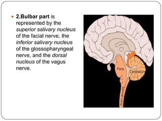  2.Bulbar part is
  represented by the
  superior salivary nucleus
  of the facial nerve, the
  inferior salivary nucleus
  of the glossopharyngeal
  nerve, and the dorsal
  nucleus of the vagus
  nerve.
 
