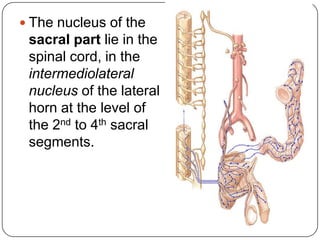  The nucleus of the
 sacral part lie in the
 spinal cord, in the
 intermediolateral
 nucleus of the lateral
 horn at the level of
 the 2nd to 4th sacral
 segments.
 