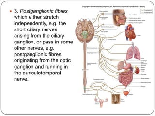  3. Postganglionic fibres
  which either stretch
  independently, e.g. the
  short ciliary nerves
  arising from the ciliary
  ganglion, or pass in some
  other nerves, e.g.
  postganglionic fibres
  originating from the optic
  ganglion and running in
  the auriculotemporal
  nerve.
 