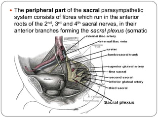  The peripheral part of the sacral parasympathetic
 system consists of fibres which run in the anterior
 roots of the 2nd, 3rd and 4th sacral nerves, in their
 anterior branches forming the sacral plexus (somatic
 plexus) and finally enter the true pelvis.
 