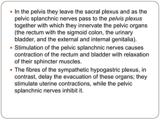  In the pelvis they leave the sacral plexus and as the
  pelvic splanchnic nerves pass to the pelvis plexus
  together with which they innervate the pelvic organs
  (the rectum with the sigmoid colon, the urinary
  bladder, and the external and internal genitalia).
 Stimulation of the pelvic splanchnic nerves causes
  contraction of the rectum and bladder with relaxation
  of their sphincter muscles.
 The fibres of the sympathetic hypogastric plexus, in
  contrast, delay the evacuation of these organs; they
  stimulate uterine contractions, while the pelvic
  splanchnic nerves inhibit it.
 