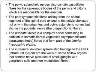  The pelvic splanchnic nerves also contain vasodilator
  fibres for the cavernous bodies of the penis and clitoris
  which are responsible for the erection.
 The parasympathetic fibres arising from the sacral
  segment of the spinal cord extend to the pelvic plexuses
  not only in the erigentes and pelvic splanchnic nerves but
  also in the pudental nerve (the preganglionic fibers).
 The pudental nerve is a complex nerve containing in
  addition to somatic fibres; vegetative (sympathetic and
  parasympathetic) fibres that form part of the inferior
  hypogastric plexus.
 The intramural nervous system also belongs to the PNS.
  (intramural system are the walls of some hollow organs
  that contain nerve plexuses of small ganglia with
  ganglionic cells and non-medullated fibres).
 