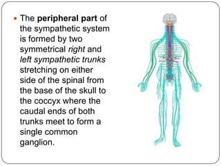  The peripheral part of
 the sympathetic system
 is formed by two
 symmetrical right and
 left sympathetic trunks
 stretching on either
 side of the spinal from
 the base of the skull to
 the coccyx where the
 caudal ends of both
 trunks meet to form a
 single common
 ganglion.
 