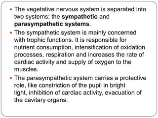  The vegetative nervous system is separated into
  two systems: the sympathetic and
  parasympathetic systems.
 The symp...