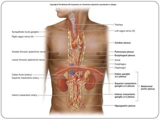  3. Postganglionic fibres
  which either stretch
  independently, e.g. the
  short ciliary nerves
  arising from the cili...