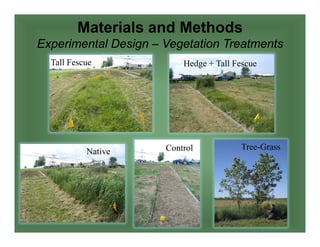 Materials and Methods
Experimental Design – Vegetation Treatments
Control
Tall Fescue
Native
Hedge + Tall Fescue
Tree-Grass
 