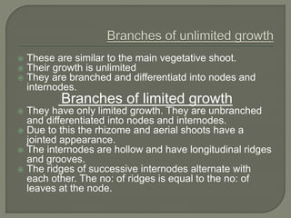  These are similar to the main vegetative shoot.
 Their growth is unlimited
 They are branched and differentiatd into nodes and
internodes.
Branches of limited growth
 They have only limited growth. They are unbranched
and differentiated into nodes and internodes.
 Due to this the rhizome and aerial shoots have a
jointed appearance.
 The internodes are hollow and have longitudinal ridges
and grooves.
 The ridges of successive internodes alternate with
each other. The no: of ridges is equal to the no: of
leaves at the node.
 