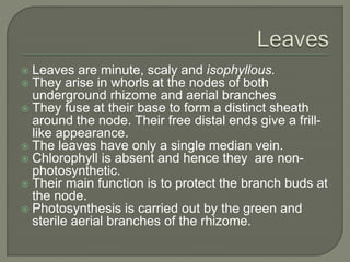  Leaves are minute, scaly and isophyllous.
 They arise in whorls at the nodes of both
underground rhizome and aerial branches
 They fuse at their base to form a distinct sheath
around the node. Their free distal ends give a frill-
like appearance.
 The leaves have only a single median vein.
 Chlorophyll is absent and hence they are non-
photosynthetic.
 Their main function is to protect the branch buds at
the node.
 Photosynthesis is carried out by the green and
sterile aerial branches of the rhizome.
 