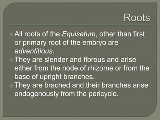 All roots of the Equisetum, other than first
or primary root of the embryo are
adventitious.
They are slender and fibrous and arise
either from the node of rhizome or from the
base of upright branches.
They are brached and their branches arise
endogenously from the pericycle.
 