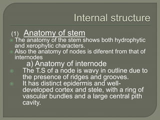 (1) Anatomy of stem
 The anatomy of the stem shows both hydrophytic
and xerophytic characters.
 Also the anatomy of nodes is diferent from that of
internodes
a) Anatomy of internode
 The T.S of a node is wavy in outline due to
the presence of ridges and grooves.
 It has distinct epidermis and well-
developed cortex and stele, with a ring of
vascular bundles and a large central pith
cavity.
 