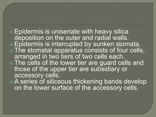  Epidermis is uniseriate with heavy silica
deposition on the outer and radial walls.
 Epidermis is interrupted by sunken stomata.
 The stomatal apparatus consists of four cells,
arranged in two tiers of two cells each.
 The cells of the lower tier are guard cells and
those of the upper tier are subsidiary or
accessory cells.
 A series of siliceous thickening bands develop
on the lower surface of the accessory cells.
 