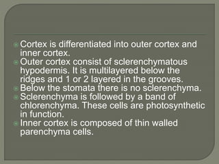  Cortex is differentiated into outer cortex and
inner cortex.
 Outer cortex consist of sclerenchymatous
hypodermis. It is multilayered below the
ridges and 1 or 2 layered in the grooves.
 Below the stomata there is no sclerenchyma.
 Sclerenchyma is followed by a band of
chlorenchyma. These cells are photosynthetic
in function.
 Inner cortex is composed of thin walled
parenchyma cells.
 