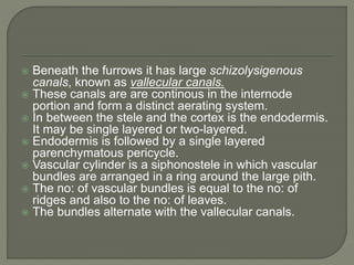  Beneath the furrows it has large schizolysigenous
canals, known as vallecular canals.
 These canals are are continous in the internode
portion and form a distinct aerating system.
 In between the stele and the cortex is the endodermis.
It may be single layered or two-layered.
 Endodermis is followed by a single layered
parenchymatous pericycle.
 Vascular cylinder is a siphonostele in which vascular
bundles are arranged in a ring around the large pith.
 The no: of vascular bundles is equal to the no: of
ridges and also to the no: of leaves.
 The bundles alternate with the vallecular canals.
 