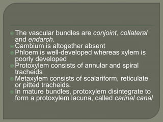  The vascular bundles are conjoint, collateral
and endarch.
 Cambium is altogether absent
 Phloem is well-developed whereas xylem is
poorly developed
 Protoxylem consists of annular and spiral
tracheids
 Metaxylem consists of scalariform, reticulate
or pitted tracheids.
 In mature bundles, protoxylem disintegrate to
form a protoxylem lacuna, called carinal canal
 