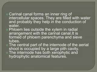  Carinal canal forms an inner ring of
intercellular spaces. They are filled with water
and probably they help in the conduction of
water.
 Phloem lies outside the xylem in radial
arrangement with the carinal canal.It is
formed of phloem parenchyma and sieve
tubes.
 The central part of the internode of the aerial
shoot is occupied by a large pith cavity.
 The internode has both xerophytic and
hydrophytic anatomical features.
 