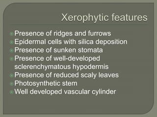 Presence of ridges and furrows
Epidermal cells with silica deposition
Presence of sunken stomata
Presence of well-developed
sclerenchymatous hypodermis
Presence of reduced scaly leaves
Photosynthetic stem
Well developed vascular cylinder
 