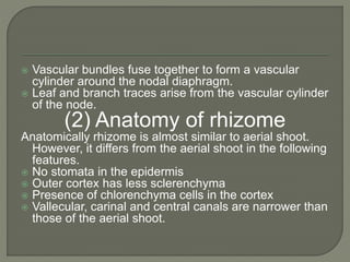  Vascular bundles fuse together to form a vascular
cylinder around the nodal diaphragm.
 Leaf and branch traces arise from the vascular cylinder
of the node.
(2) Anatomy of rhizome
Anatomically rhizome is almost similar to aerial shoot.
However, it differs from the aerial shoot in the following
features.
 No stomata in the epidermis
 Outer cortex has less sclerenchyma
 Presence of chlorenchyma cells in the cortex
 Vallecular, carinal and central canals are narrower than
those of the aerial shoot.
 