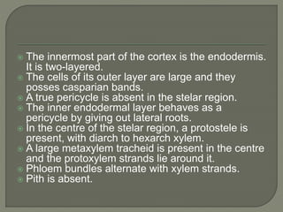  The innermost part of the cortex is the endodermis.
It is two-layered.
 The cells of its outer layer are large and they
posses casparian bands.
 A true pericycle is absent in the stelar region.
 The inner endodermal layer behaves as a
pericycle by giving out lateral roots.
 In the centre of the stelar region, a protostele is
present, with diarch to hexarch xylem.
 A large metaxylem tracheid is present in the centre
and the protoxylem strands lie around it.
 Phloem bundles alternate with xylem strands.
 Pith is absent.
 