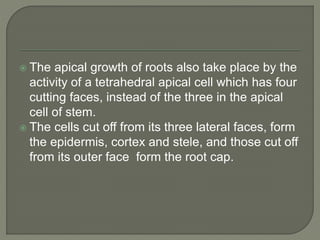  The apical growth of roots also take place by the
activity of a tetrahedral apical cell which has four
cutting faces, instead of the three in the apical
cell of stem.
 The cells cut off from its three lateral faces, form
the epidermis, cortex and stele, and those cut off
from its outer face form the root cap.
 