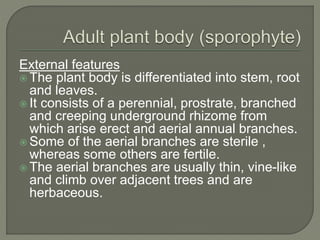 External features
 The plant body is differentiated into stem, root
and leaves.
 It consists of a perennial, prostrate, branched
and creeping underground rhizome from
which arise erect and aerial annual branches.
 Some of the aerial branches are sterile ,
whereas some others are fertile.
 The aerial branches are usually thin, vine-like
and climb over adjacent trees and are
herbaceous.
 