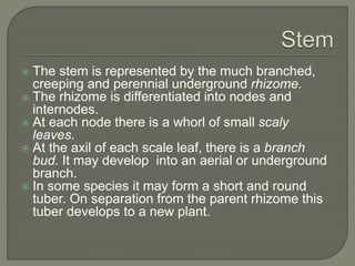  The stem is represented by the much branched,
creeping and perennial underground rhizome.
 The rhizome is differentiated into nodes and
internodes.
 At each node there is a whorl of small scaly
leaves.
 At the axil of each scale leaf, there is a branch
bud. It may develop into an aerial or underground
branch.
 In some species it may form a short and round
tuber. On separation from the parent rhizome this
tuber develops to a new plant.
 