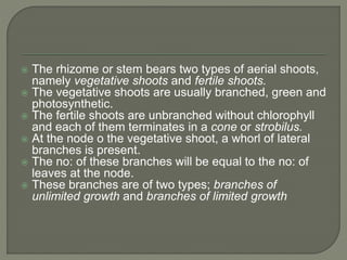  The rhizome or stem bears two types of aerial shoots,
namely vegetative shoots and fertile shoots.
 The vegetative shoots are usually branched, green and
photosynthetic.
 The fertile shoots are unbranched without chlorophyll
and each of them terminates in a cone or strobilus.
 At the node o the vegetative shoot, a whorl of lateral
branches is present.
 The no: of these branches will be equal to the no: of
leaves at the node.
 These branches are of two types; branches of
unlimited growth and branches of limited growth
 