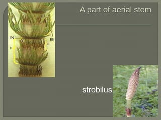 strobilus
 
