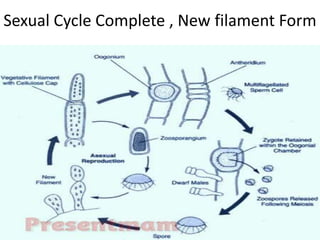 oedogonium life cycle