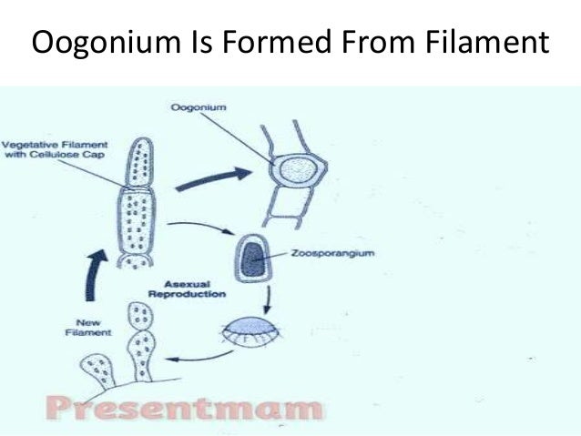oedogonium life cycle