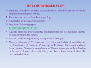 Vegetative morphology- A general account Stems with modifications. | PDF