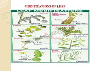 Vegetative morphology- A general account of phyllotaxy and Modification ...