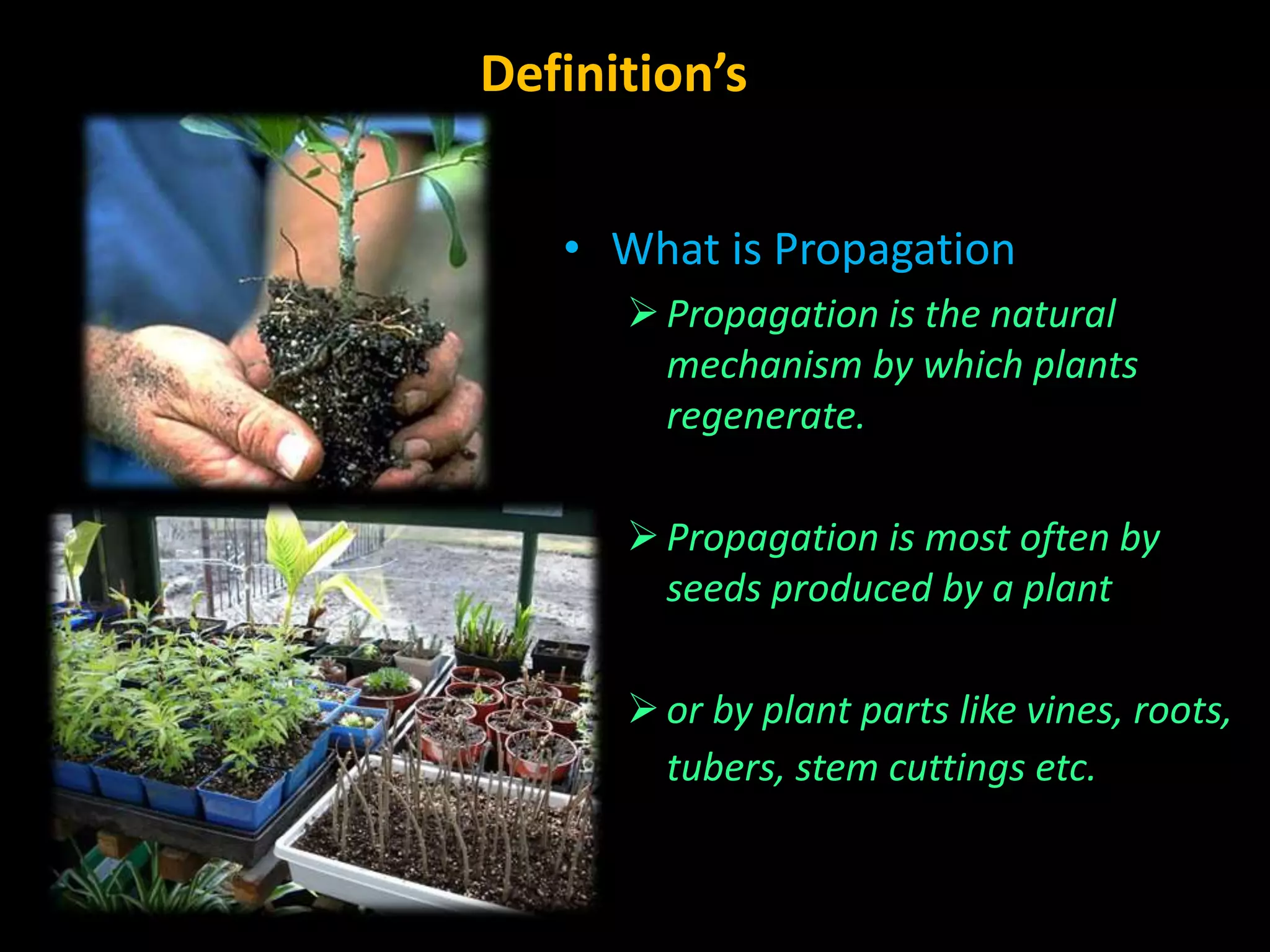 Vegetative propagatio and its role in forest improvement (forestry ...