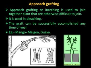Vegetative propagatio and its role in forest improvement (forestry ...