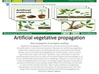 Artificial vegetative propagation
Mass propagation of eucalyptus seedlings
Vegetative propagation of particular cultivars that have desirable
characteristics is very common practice. Reasons for preferring vegetative
rather than sexual means of reproduction vary, but commonly include
greater ease and speed of propagation of certain plants, such as many
perennial root crops and vines. Another major attraction is that the
resulting plant amounts to a clone of the parent plant and accordingly is of
a more predictable quality than most seedlings. However, as can be seen in
many variegated plants, this does not always apply, because many plants
actually are chimeras and cuttings might reflect the attributes of only one
or some of the parent cell lines. Man-made methods of vegetative
reproduction are usually enhancements of natural processes, but they
range from rooting cuttings to grafting and artificial propagation by
laboratory tissue culture.
 