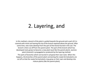 2. Layering, and
In this method, a branch of the plant is pulled towards the ground and a part of it is
covered with moist soil leaving the tip of the branch exposed above the ground. After
some time, new roots develop from the part of the branch buried in the soil. The
branch is then cut off from the parent plant. The part of the branch which has
developed roots grows to become a new plant (just like the parent plant). Jasmine
plant (chameli) is propagated or produced by the layering method.
The parts of branches which are buried in soil grow their own roots. When this
happens, the branches of the parent plant connecting the newly formed plants are
cut off so that the newly formed plants may grow on their own and develop into
mature plants (like the parent plant).
 