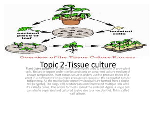 Topic 2-Tissue culturePlant tissue culture is a collection of techniques used to maintain or grow plant
cells, tissues or organs under sterile conditions on a nutrient culture medium of
known composition. Plant tissue culture is widely used to produce clones of a
plant in a method known as micro propagation. Based on the concept of cellular
totipotency. All the multicellular organisms basically are formed from a single
cell (a zygote). The single cell produces an undifferentiated multiple cells until
it’s called a callus. The embro formed is called the embroid. Again, a single cell
can also be separated and cultured to give rise to a new plantlet. This is called
cell culture.
 