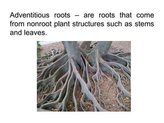 Vegetative propagation | PPTX
