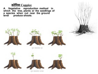 Coppice Method Roots Vegetative Propagation in forest area.pptx