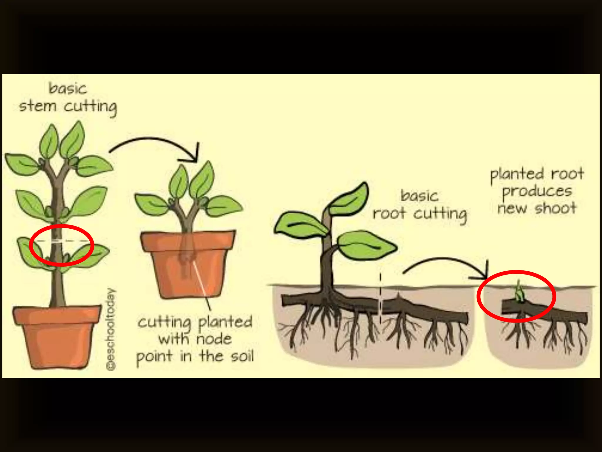 Vegetative Propagation (Cutting) KSD.pptx
