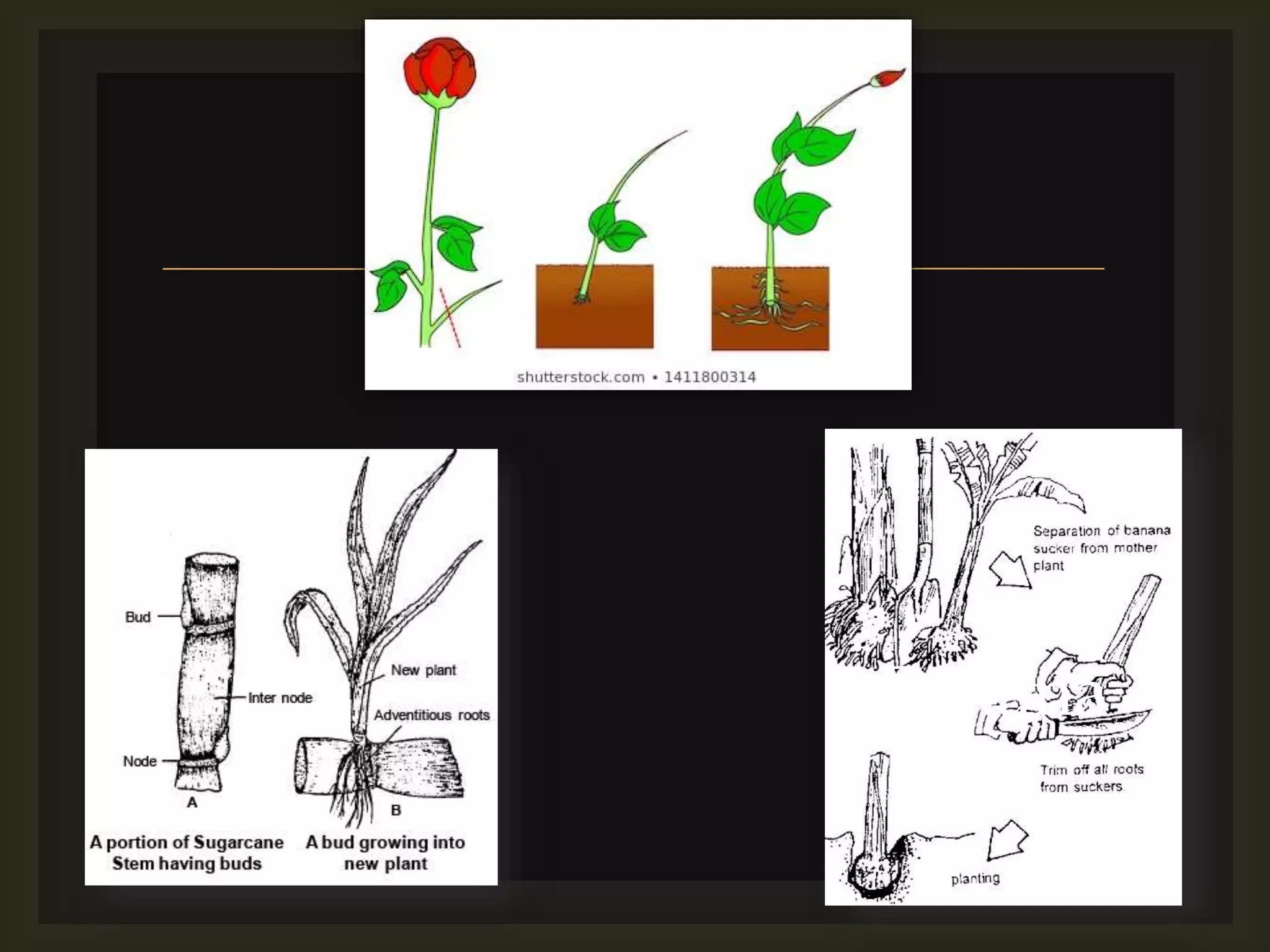 Vegetative Propagation (Cutting) KSD.pptx