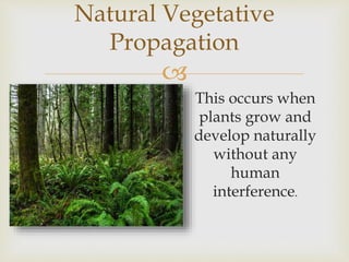 
This occurs when
plants grow and
develop naturally
without any
human
interference.
Natural Vegetative
Propagation
 