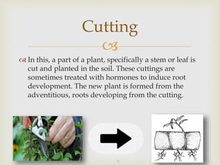 
 In this, a part of a plant, specifically a stem or leaf is
cut and planted in the soil. These cuttings are
sometimes treated with hormones to induce root
development. The new plant is formed from the
adventitious, roots developing from the cutting.
Cutting
 