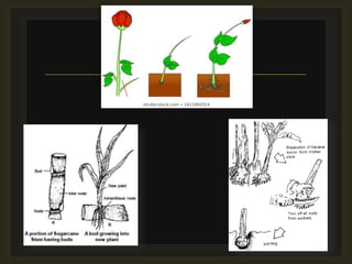 
Sugarcane
Rose
Banana
 