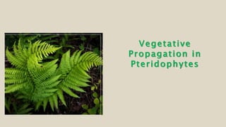 Vegetative
Propagation in
Pteridophytes
 